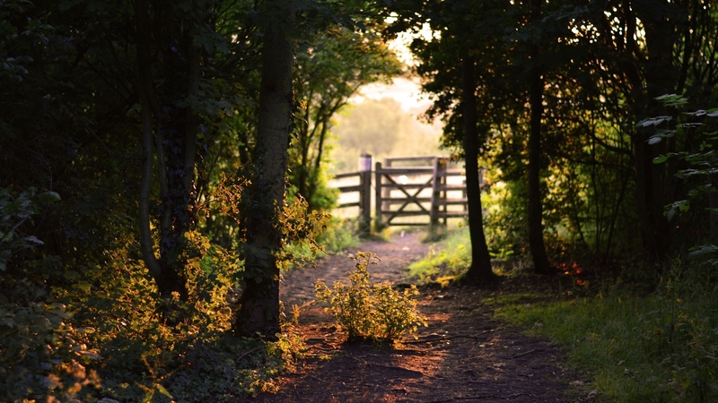path, gate, nature, trees