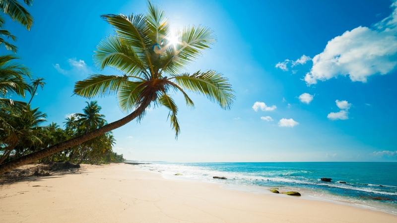 coconut tree, beach, coast, tropics