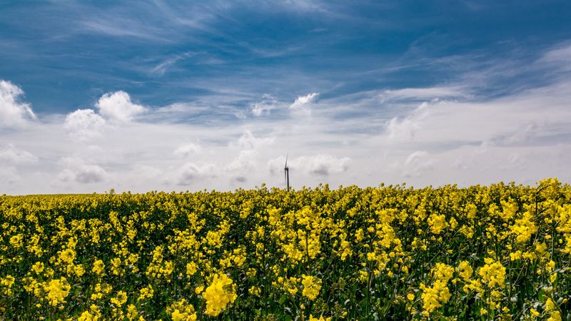 flowers, yellow, field, sky, 4k