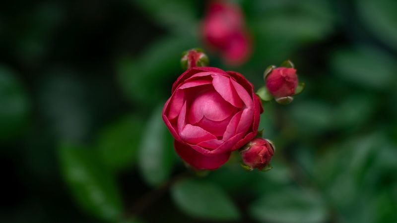 rose, bud, blur, red, 4k