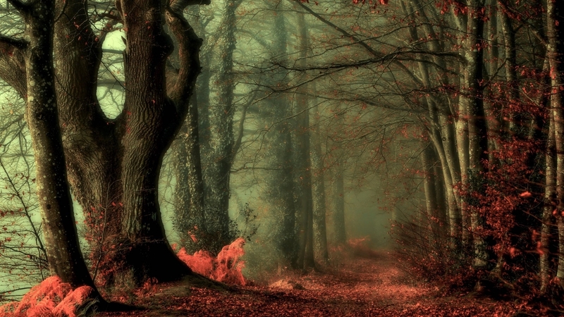 path, misty, autumn, nature