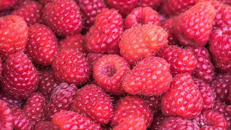 raspberries, berries, summer, ripe, vitamins, 4k
