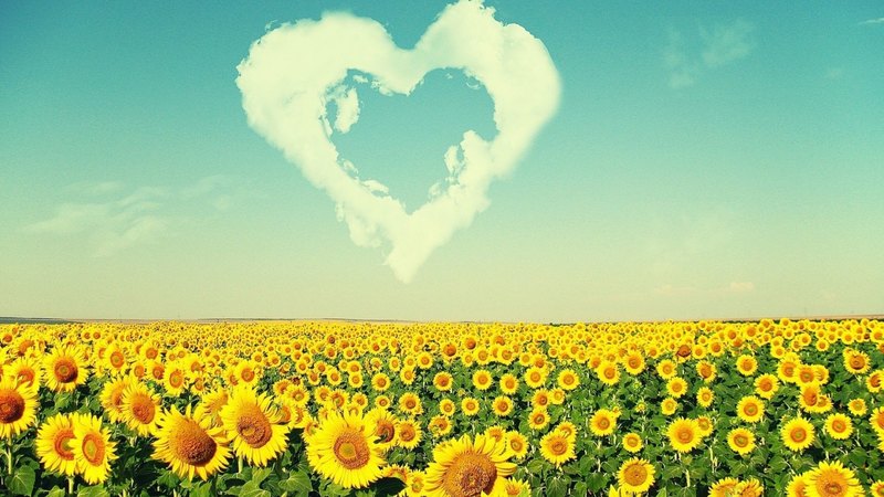 sunflowers, nature, fields, clouds, hearts