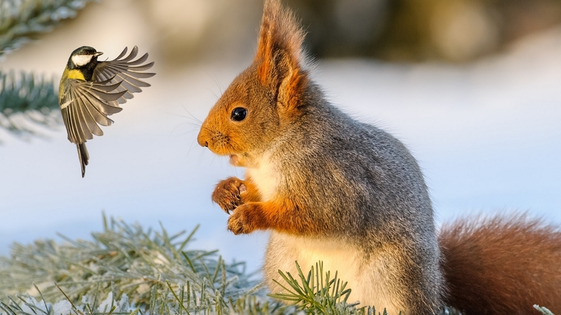 squirrel, wings, veverita, bird, animal, winter