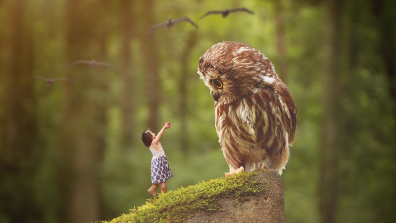 red, owl, forest, food, pasare, creative, situation, fantasy, bufnita, girl, green, berry, copil, kevin wang