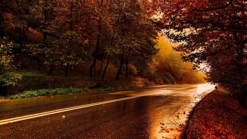 fall, leave, trees, nature