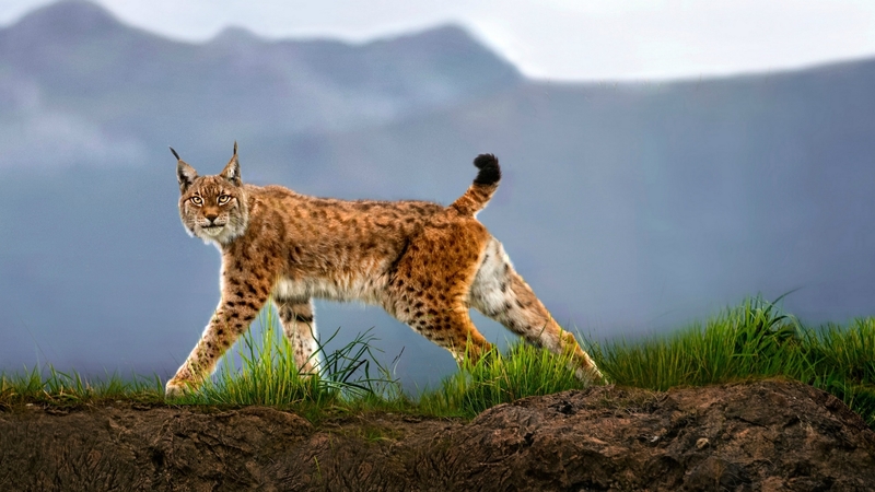 eyes, lynx, animals, mountains