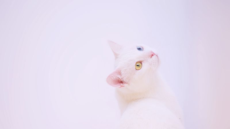 heterochromia, cat, muzzle, white, minimalism, 4k