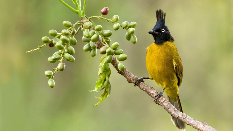 fruit, bird, green, berry, pasare, black, yellow, branch