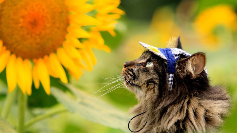 summer, sun flower, cat, shade