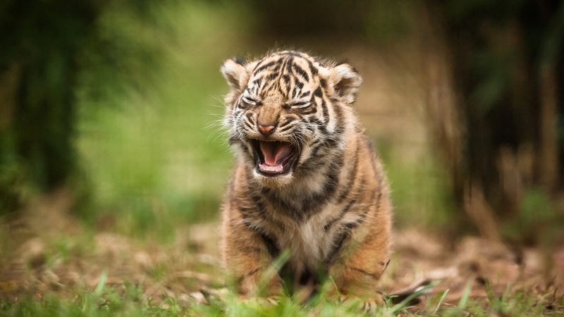 tigers, wildlife, nature, cubs, animals