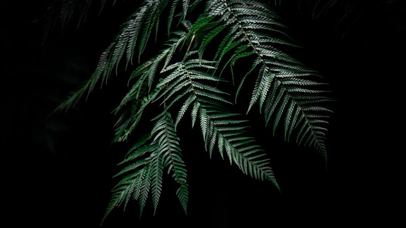 fern, leaves, carved, plant, dark, 4k
