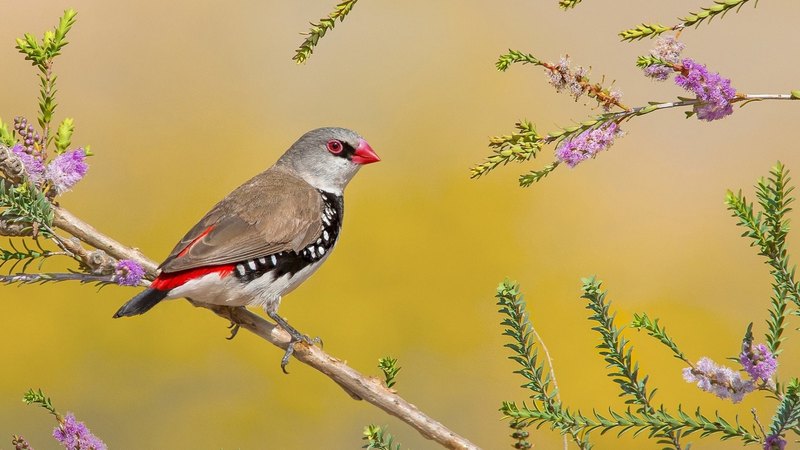 red, bird, green, flower, black, yellow, branch, pink