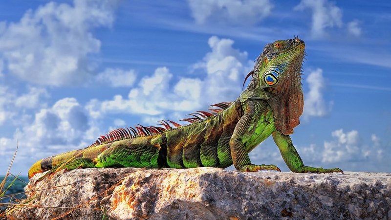 pretty, lizard, iguana, green, green