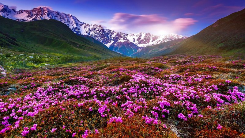 hills, pretty, grass, beautiful, sky, snowy, mountain, wildflowers, slope, landscape, meadow