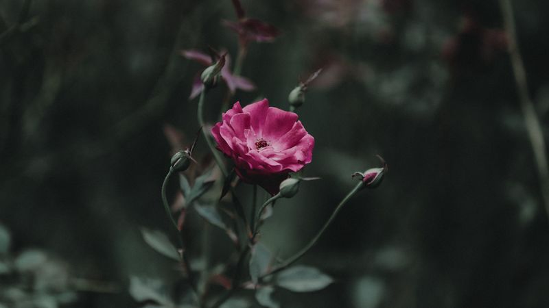 rose, bud, stem, pink, 4k