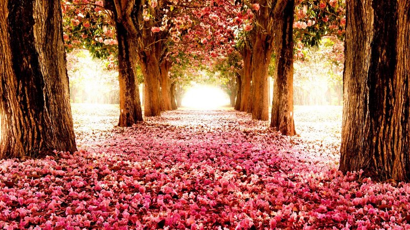 sakura, avenue, flowers, trees, nature, flower