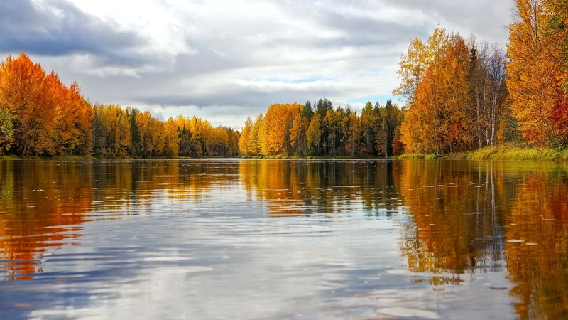 lake, tree, forest, nature