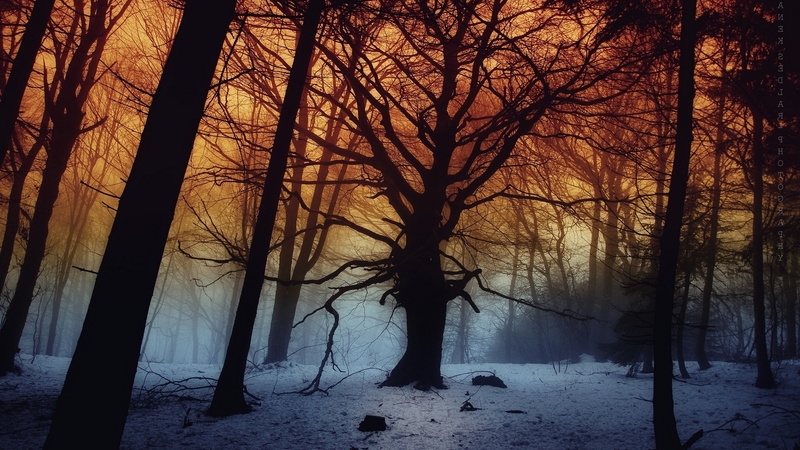 forest, tree, snow, winter