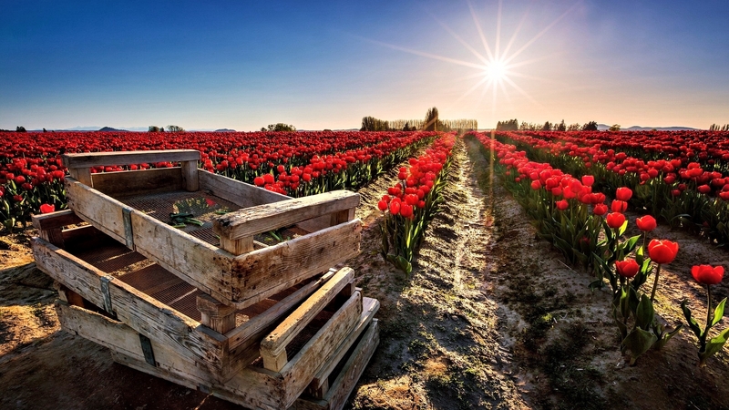 field, flowers, tulip, nature