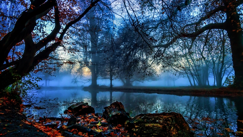 leaves, fog, autumn, nature