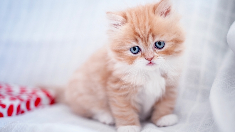 orange, cat, animal, sweet, cute, kitten, blue eyes, white, pisica