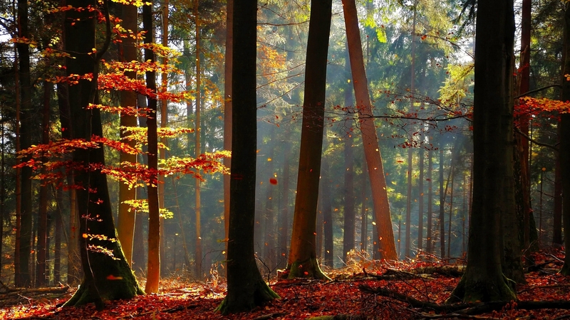 forest, fall, tree, beautiful, season, branches, foliage