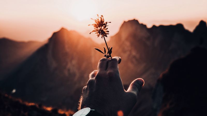 hand, flower, sunset, sunlight, 4k