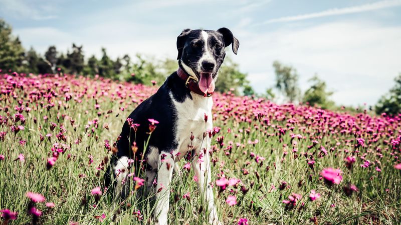french white and black hound, dog, field, flowers, 4k