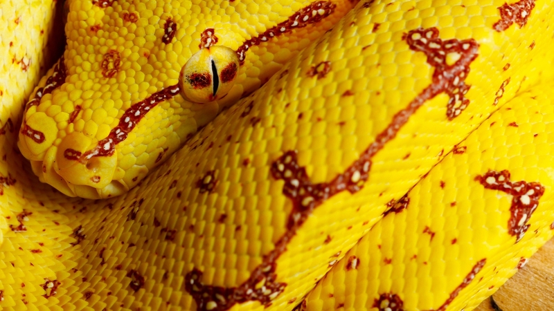 orange, pyton, yellow, serpent, skin, reptile, snake