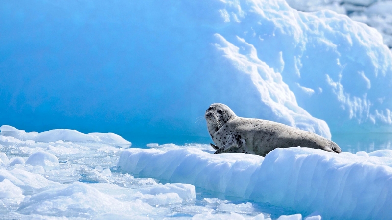ice, seal, snow, animal