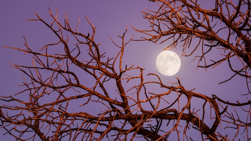 tree, sky, moon, night