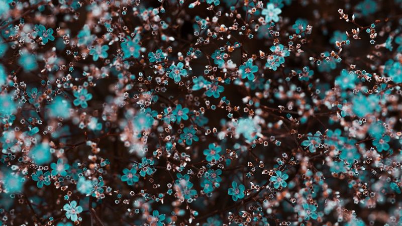 flowers, bloom, many, blur, 4k