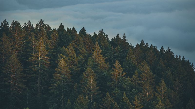 trees, clouds, fog, tops, sky, 4k