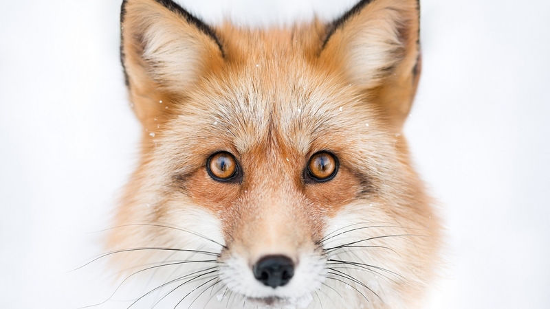 face, fox, animals, wild