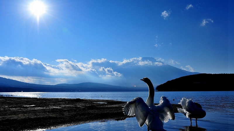 beautiful, in lake, swans, picture