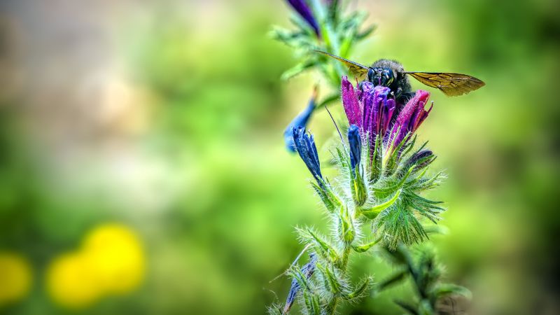 bee, flower, nectar, macro, 4k
