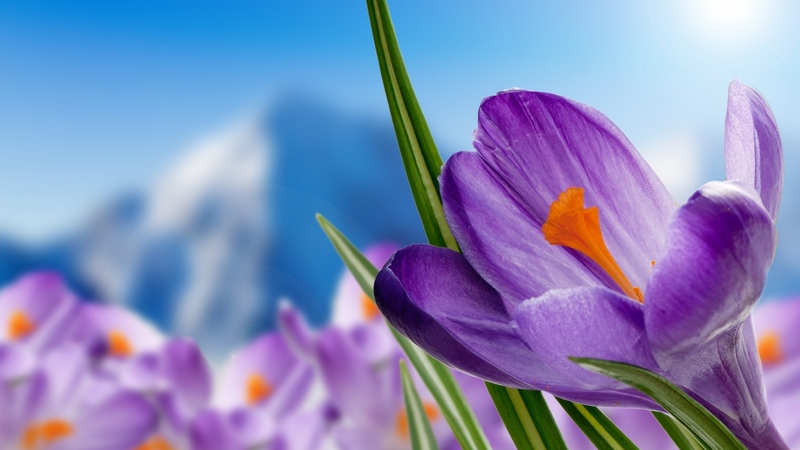 crocus, mountains, flower, blossoms, petals