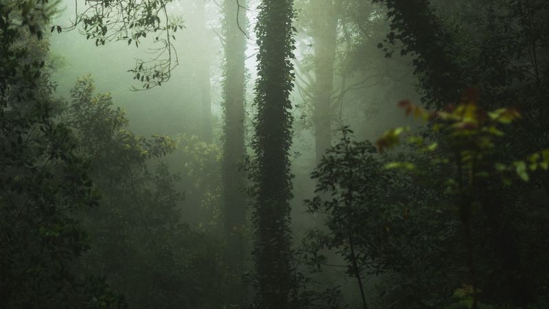 forest, fog, trees, vegetation, 4k