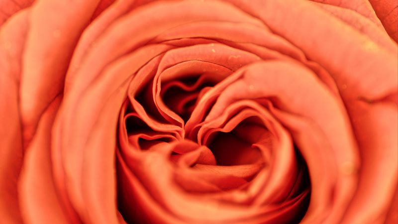 rose, petals, flower, macro, 4k