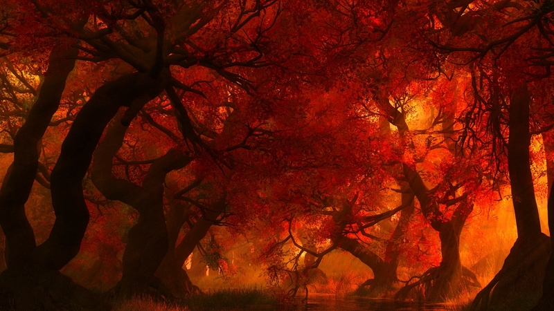forest, autumn, rays, shadows, trees