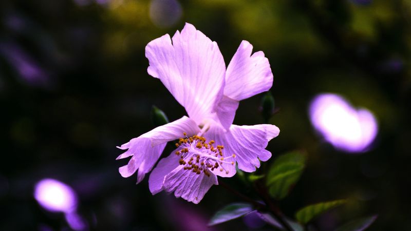hibiscus, flower, violet, 4k