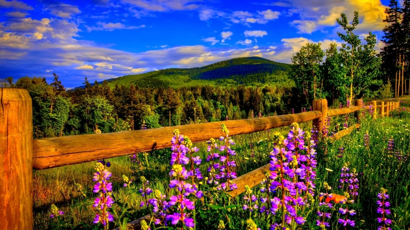 mountain, sky, nature, flower