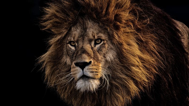 lion, mane, predator, king of beasts, muzzle, 4k