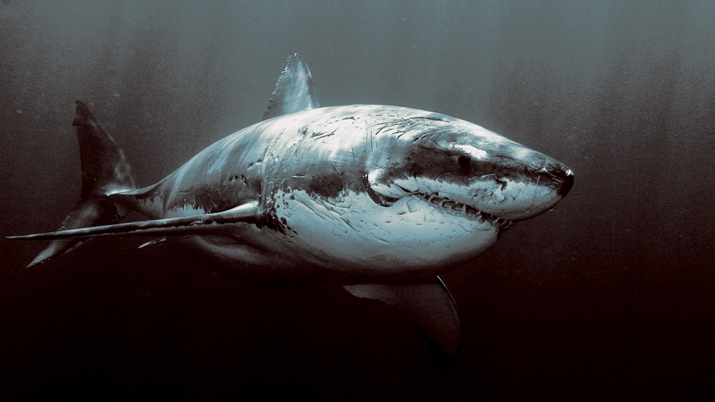 horror, shark, nice, cool, water, deep, dark, awesome, scary