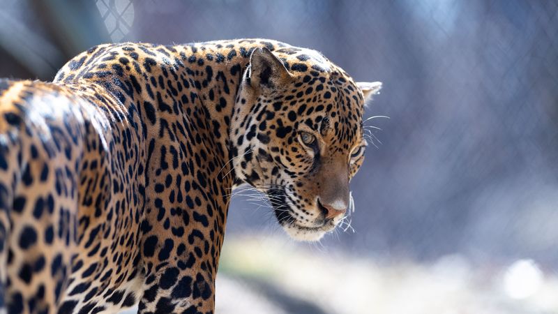 jaguar, big cat, predator, look, 4k