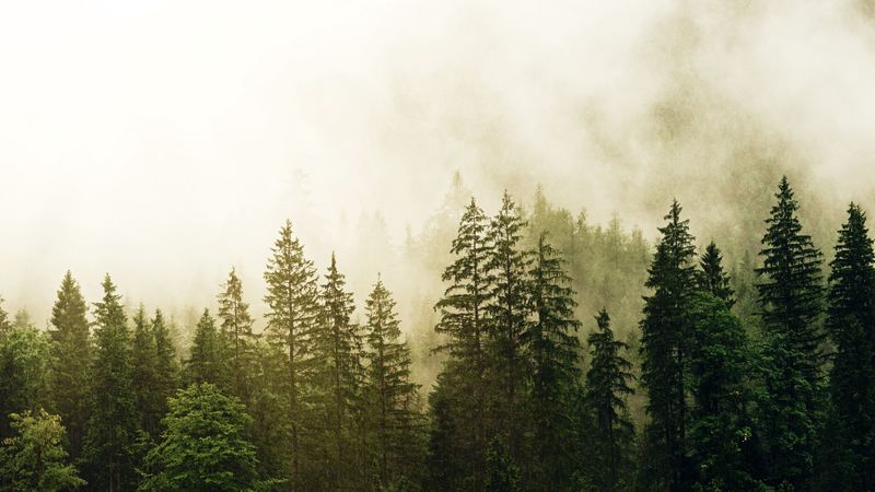 spruce, forest, fog, trees, 4k