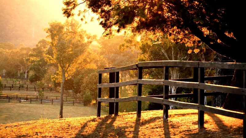 tree, rays, fences, grass, nature, light