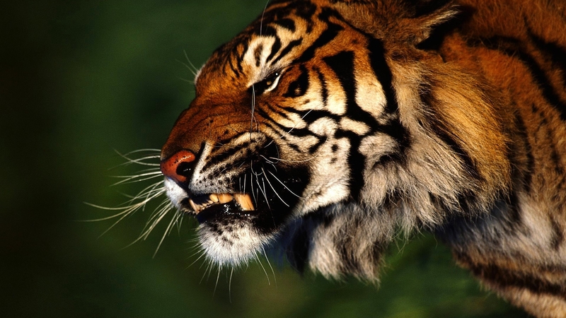 wild, face, tiger, fierce, anger, snarl, cat