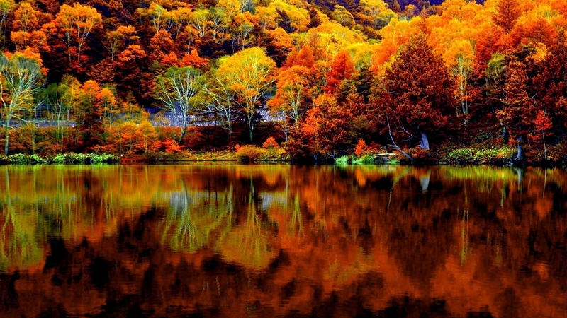 forest, fall, autumn, nature, season, reflection, trees, lake